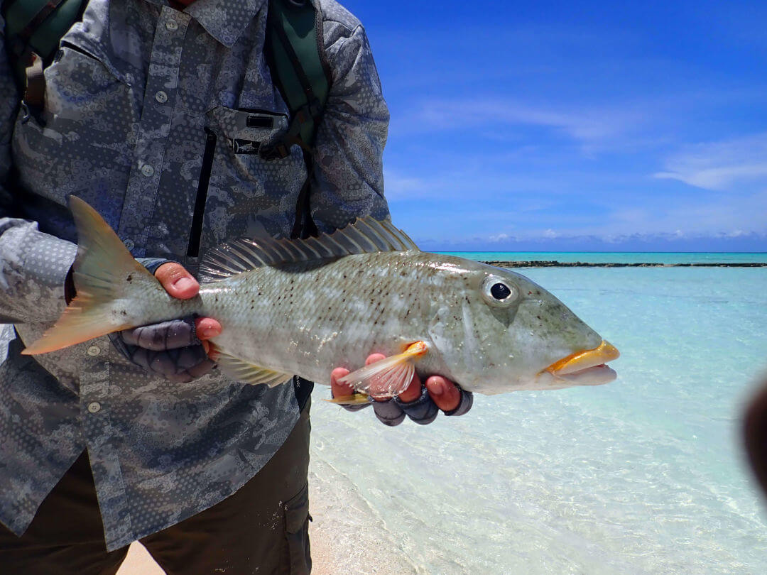 Coral Island Fishing 25
